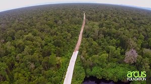 27 reactions | Gibbons may not be as well-known or understood as their great ape relatives, but the "singing, swinging apes" are just as vital to the health of their ecosystems and no less worthy of protection. Listen to Dr. Susan Cheyne of Borneo Nature Foundation discuss the conservation needs of gibbons and the threats they face as a result of illegal wildlife trade, hunting, and habitat destruction. | Arcus Foundation Great Apes & Gibbons Program | Facebook