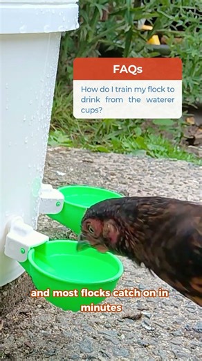 How do I train my flock to drink from the waterer cups