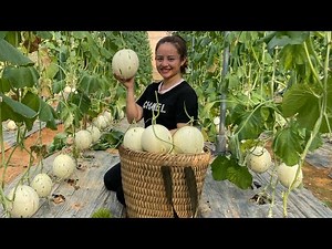 Harvest the milk melon garden to go to the market to sell, 3 minutes to run out of melons.