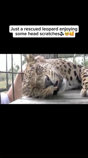 Wildlife and Rescue on Instagram: "A rescued leopard enjoying head scratches is a heart-melting sight. Once they learn to trust their caregivers, some leopards show affection by leaning into gentle touches or closing their eyes in pure relaxation. It’s a rare glimpse into their softer side—especially for an animal known for being solitary and elusive in the wild. Moments like these show how love and patience can help even the most independent animals feel safe and cared for. Credit unknown Pleas