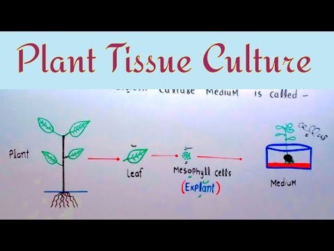 Plant Tissue Culture | In Vitro Cultivation | Lec. 01
