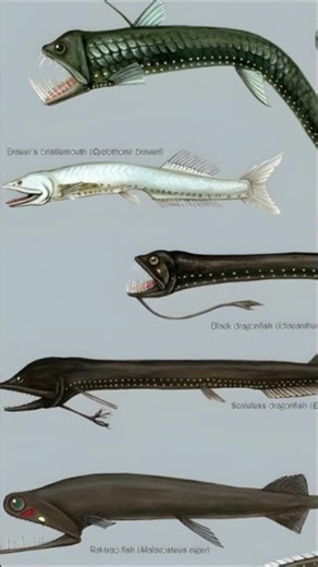 "Scariest Deep Sea Creatures Ever Seen 😱 | Viperfish, Dragonfish & More"
