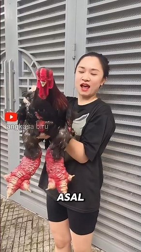 The Strangest Chicken in the World! Big Legs, Bald, & Can Be Male! #animalfacts #chickensareveryu...