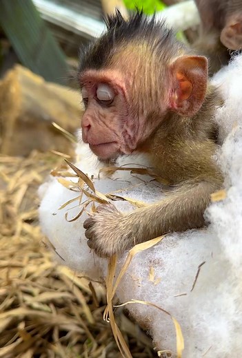 12K views · 111 reactions | Cute Monkey on Reels | Facebook