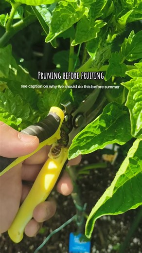 Pruning before summer allows the plant to funnel the energy and nutrients to just single or two stems with at least 3 to 4 leaves up top — for better, bigger fruits. Another important benefit is that it provides improved aeration to avoid pests from thriving. 🙌👨‍🌾 #nz #newzealand #gardening #garden #plants | kalearthurerick