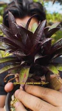 WHY ARE BROMELIADS SO COLORFUL? #brazilianhabitat #plants #bromeliads