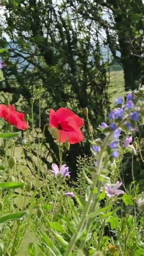 Driving to the beach through poppy fields