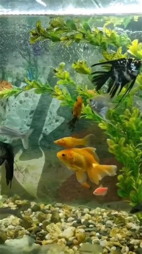 this fish 😳 #shortvideo #fish #aquarium #foryou #viralvideo