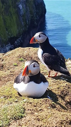The puffin is underrated