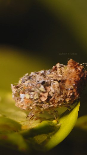 28K views · 197 reactions | Lacewing Larva Wincent NrbeT #insects #wildlife #nature | HAWI Studios | Facebook