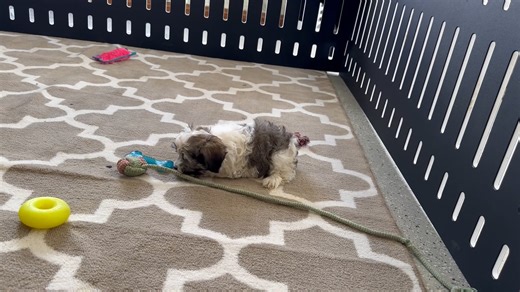 Havanese puppy for sale