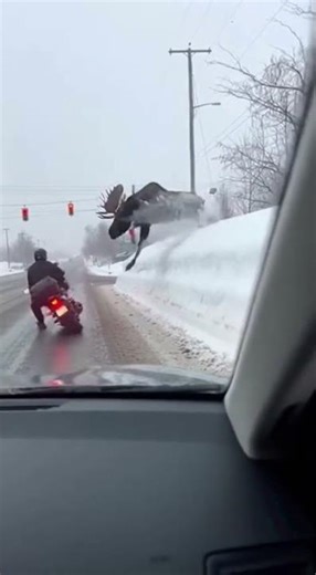Wild Bull Moose Attacks Motorcyclist at Snowy Intersection #WildlifeEncounter