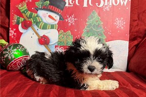 Maverick - Shichon Puppy 2D6C60