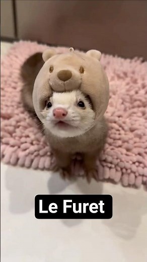 Le Furet !! ⚡️#furet #ferret #furets #animals #animaux #animauxdecompagnie