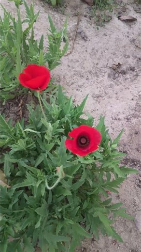 Beautiful California Poppy blooming start in garden 🏡🥰 #poppy #cakiforniapopy #nature
