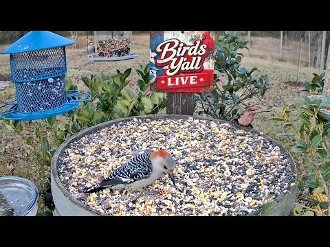 Birds Y’all Live 🐦 East Texas Bird Cam | Backyard Birds & Peaceful Nature Sounds