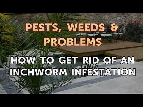 How to Get Rid of an Inchworm Infestation