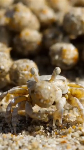 Sand bubble crab 🦀 | Jmbfacts |Facts