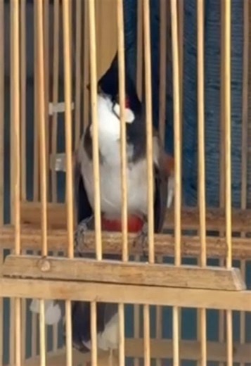 …#chaomao #chaomaovip