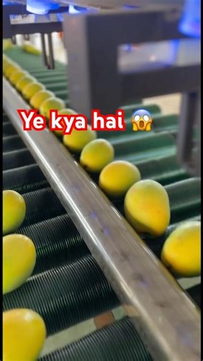Automatic Fruit Grading Machine | AI-Based Fruit Sorting Technology