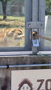 50K views · 304 reactions | I can't remember the lyrics, I'm so sorry... #comedian #lions #wrestle | Knee Deep In Life | Facebook