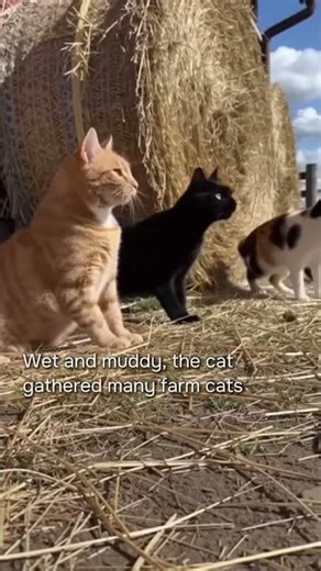 Red Fox Didn’t Expect a Cat Army