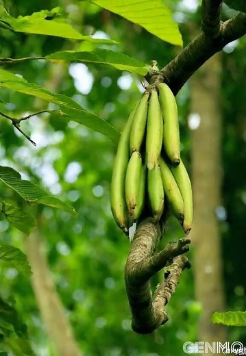 Time Lapse of Banana Growing #timelapse #banana