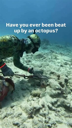 Octopus Defense Mechanisms: Ink and Intelligence