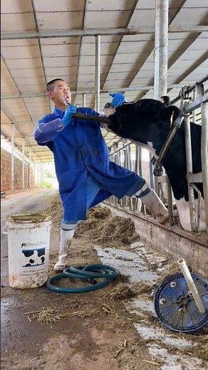 Cow Stomach Pump Procedure 🐄 | Treating Bloating in Farm Animal 💥