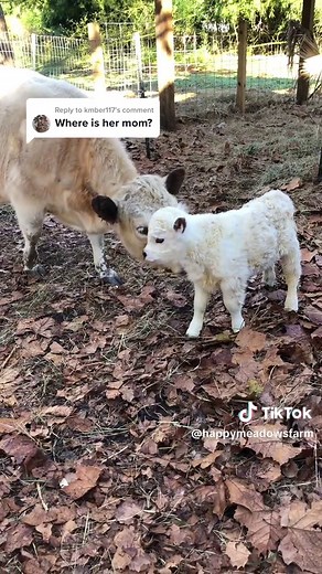 Happy Meadows Farm on TikTok