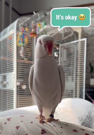 Pickle Tickle the Talking Indian Ringneck Parrot