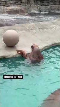 Walruses playing at the Indianapolis Zoo