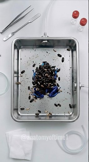 Watching 3,000 beetles clean a Blue Dart Frog to the bone in this macro time-lapse ⌛🐸 #AnatomyofTime