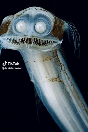 Exploring Telescopefish: Unique Deep-Sea Creatures
