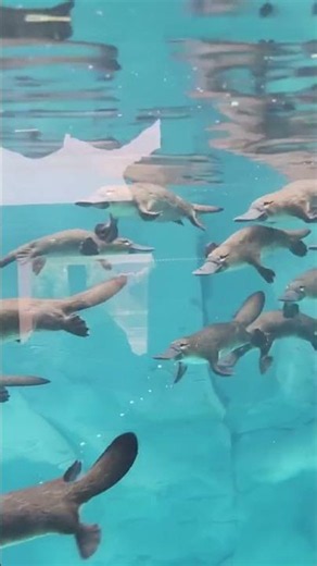 What Do You Call a Group of Platypuses?