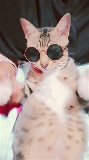 scroll tik tok😻😻