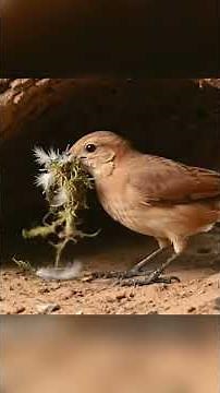 Rufous Hornero 🪺 | 180 Days From Egg to Independent Adult | Full Life Cycle