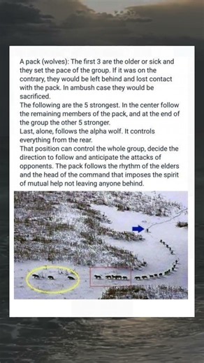 🐺 The Truth About Wolf Pack Leadership | Why the Alpha Wolf Walks at the Back