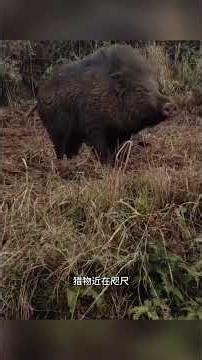 Tiger slaughtering a pig #Up Close with Wildlife #AnimalWorld #Tiger #WildBoar