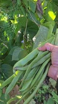 Runner Beans Harvest in November