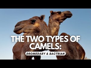The Two Types of Camels - Dromedary & Bactrian Camel