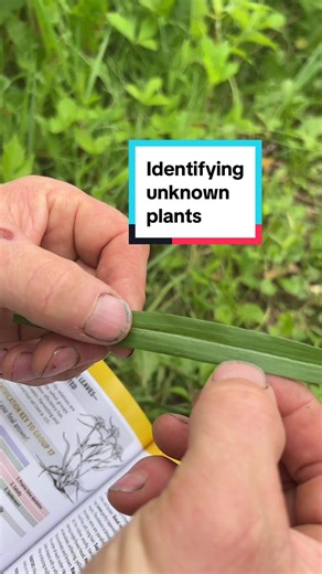 How to identify unknown plants and determine edibilty using Sam Thayer’s Field Guide.#foraging #plantid #salsify