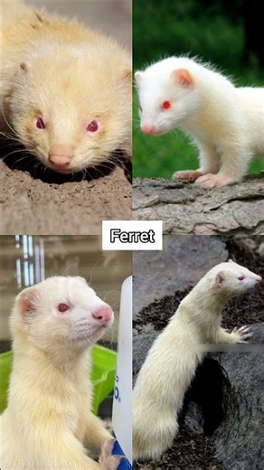 Albino Animals🐩#albinoanimals #wildlife #wildanimals