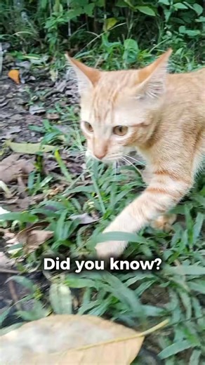 Did you know? In cat genetics, what we call “orange” cats are actually classified as red because of the pheomelanin pigment in their fur. #MikoTheCat #CatGenetics #FelineFacts #RedCat #OrangeTabby | Miko the Cat