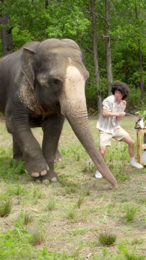 #MrBeast #ManVsAnimal #Challenge #Wildlife #Trending #ViralShorts #Animals #Adventure #Shorts