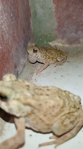 Amazing Funny Frogs #shorts