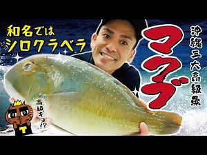 【マクブ】沖縄三大高級魚③ 和名→シロクラベラ/まっ白で上品な白身魚です。
