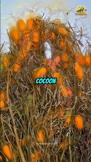 How Silkworms Spin Their Magic Silk? 🐛✨