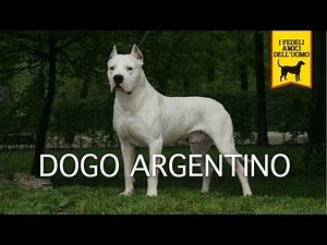 DOGO ARGENTINO Trailer Documentario