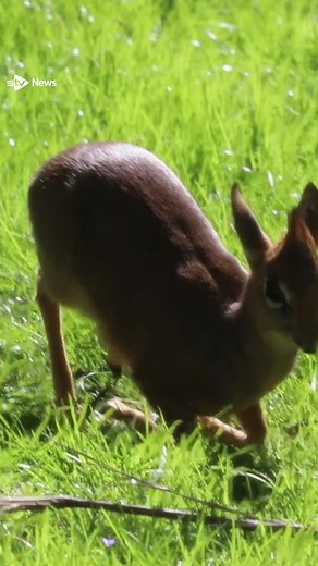 6.1K views · 35 reactions | Adorable dik-dik calf takes first steps at Scottish zoo. #edinburgh #edinburghzoo #dikdik #antilope #newbaby #cute #adorable #firststeps | STV News | Facebook